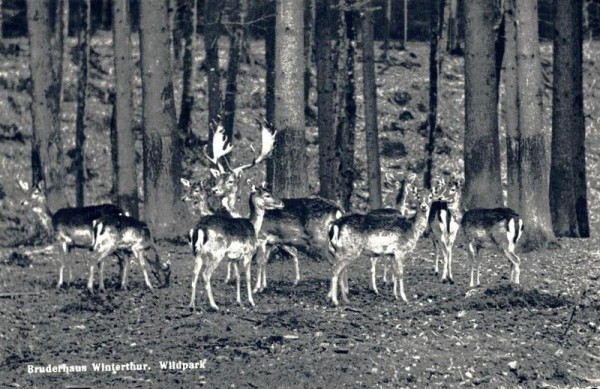 Bruderhaus Winterthur. Wildpark Vorderseite