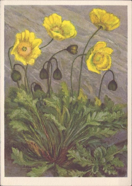 Rhätischer Alpenmohn Vorderseite