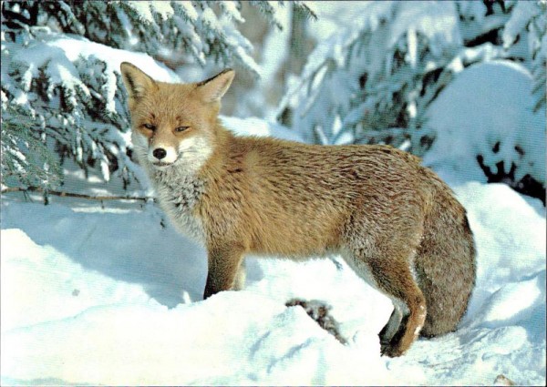Fuchs Vorderseite