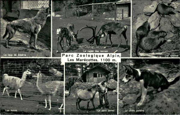 Parc Zoologique Alpin Les Marécottes Vorderseite