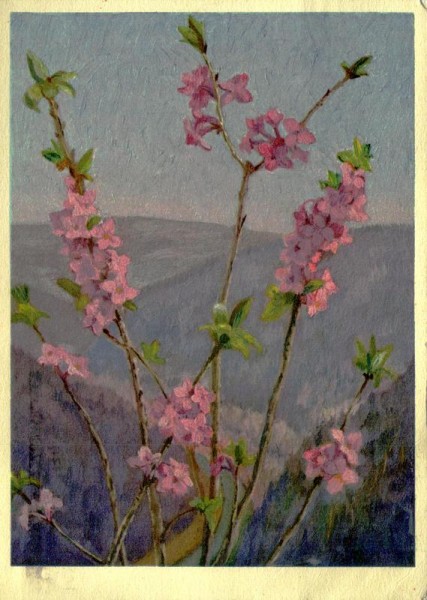 Seidelbast Vorderseite