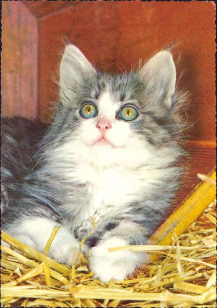 Katze im Stroh