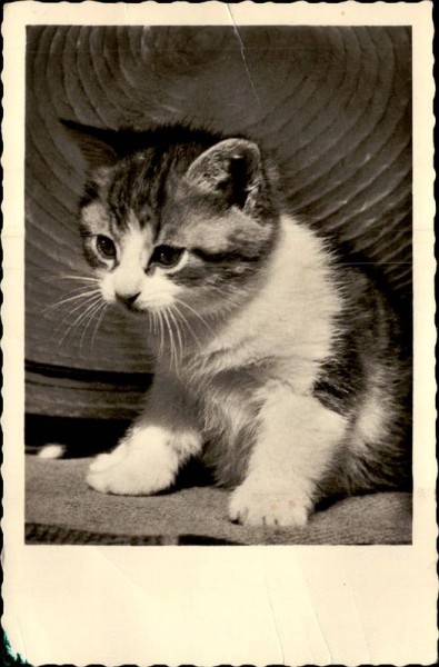 Katze Vorderseite