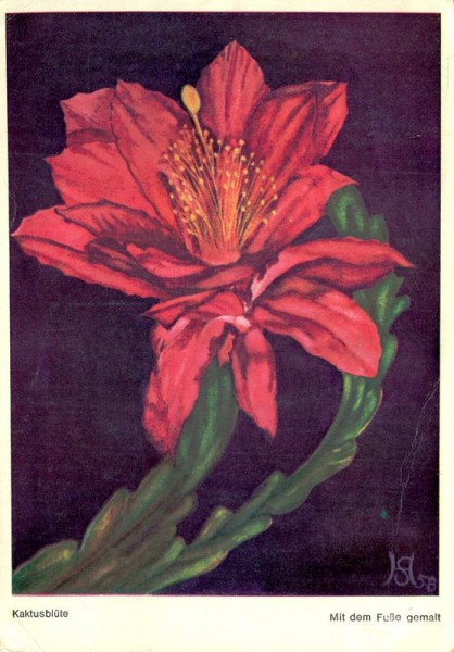 Kaktusblüte Vorderseite