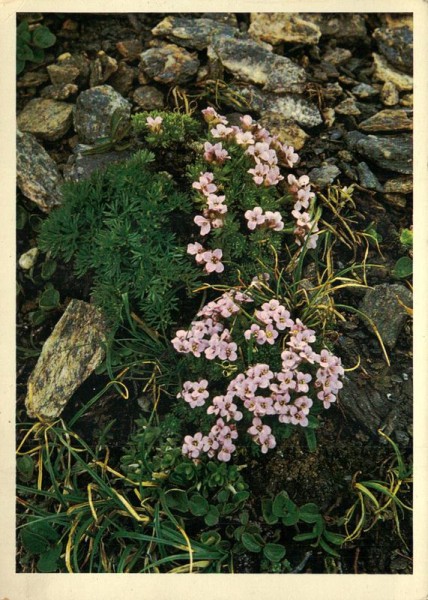 Pyrenäen -Steinschmückel Vorderseite