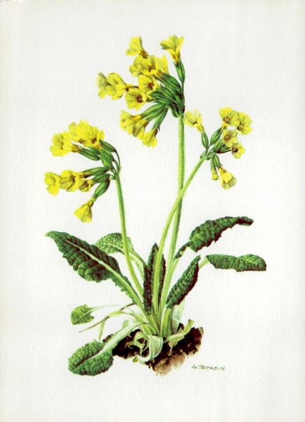 Duftende Schlüsselblume Vorderseite