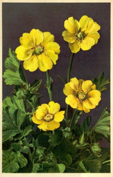 Berg-Nelke Vorderseite