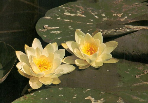 Weisse Seerose Vorderseite