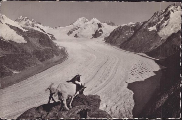 Eggishorn, Aletschgletscher Vorderseite
