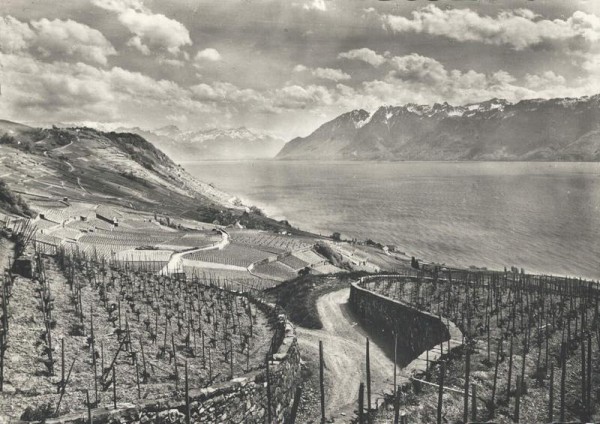 Vignoble de Lavaux et le Lac Léman Vorderseite