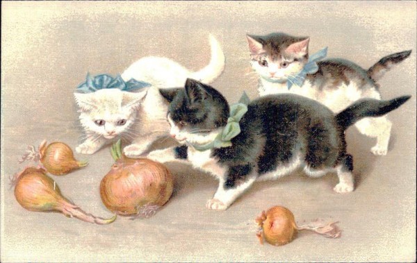 Katzen spielen mit Zwiebeln Vorderseite
