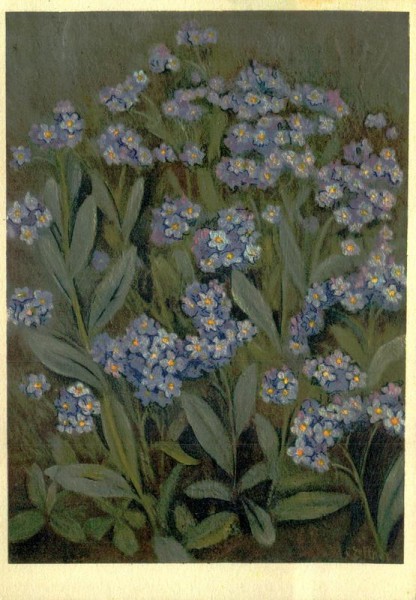 Sumpf-Vergissmeinnicht Vorderseite