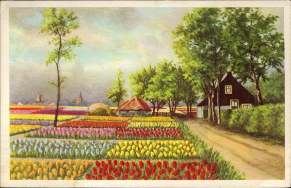 Tulpenfeld Vorderseite