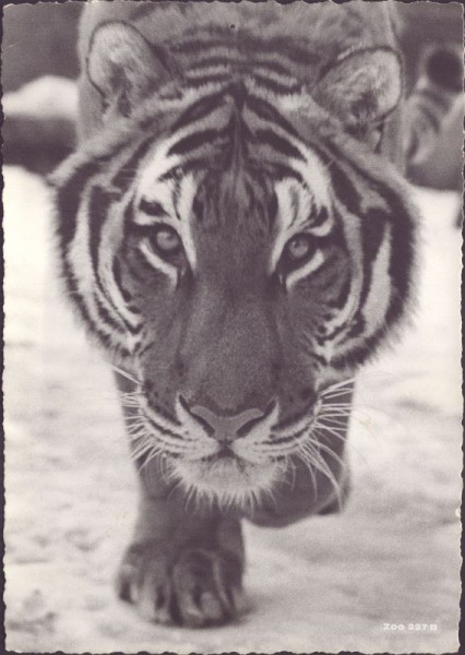 Tiger, Zoologischer Garten Zürich