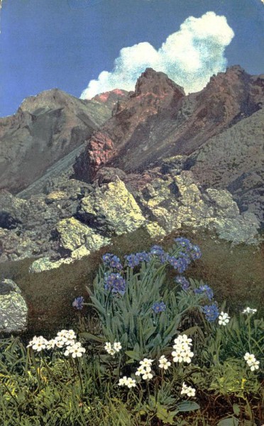 Myosotis alpestris Vorderseite