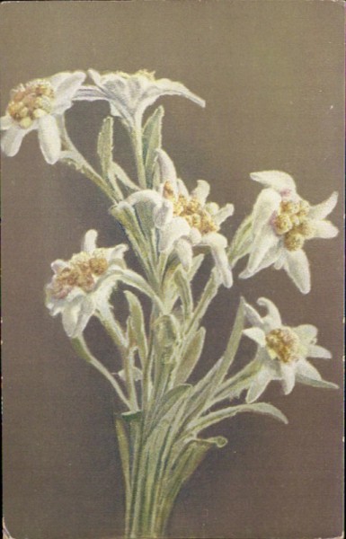 Edelweiss