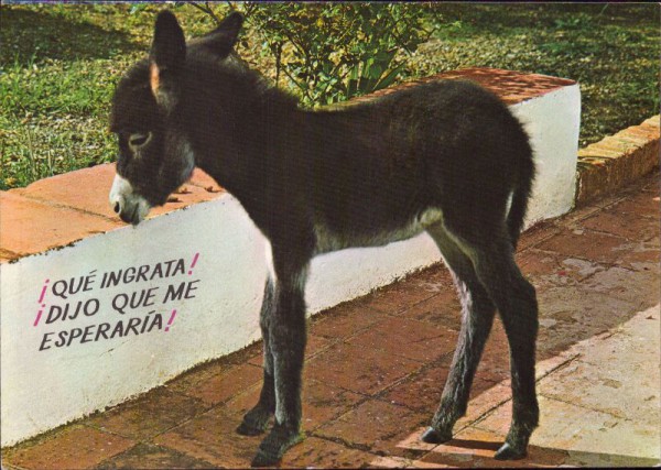 Esel in Spanien