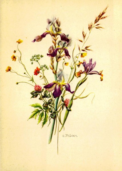 Schwertlilien Vorderseite