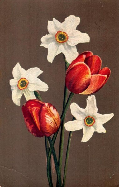 Tulpen und Osterglocken Vorderseite