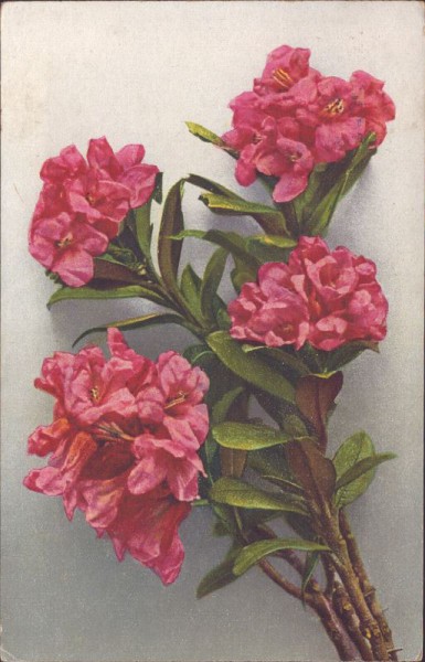 Rhododendron