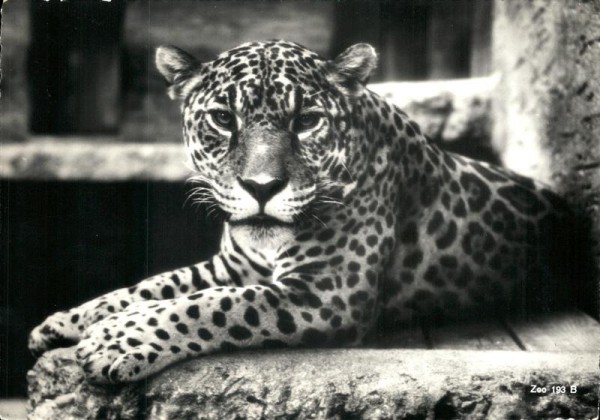 Jaguar, Zoologischer Garten Zürich Vorderseite
