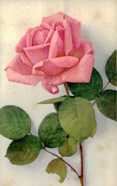 Rose Vorderseite