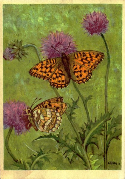 Nymphalidae, Mittl. Perlmutterfalter-Argynne Vorderseite