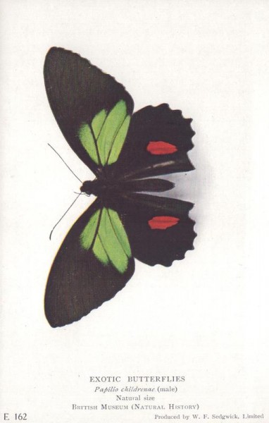 Exotischer Schmetterling Vorderseite
