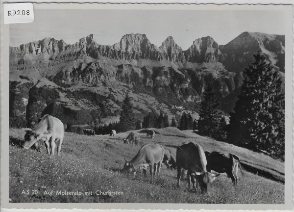 Auf Molseralp mit Churfirsten - Kühe vaches cows