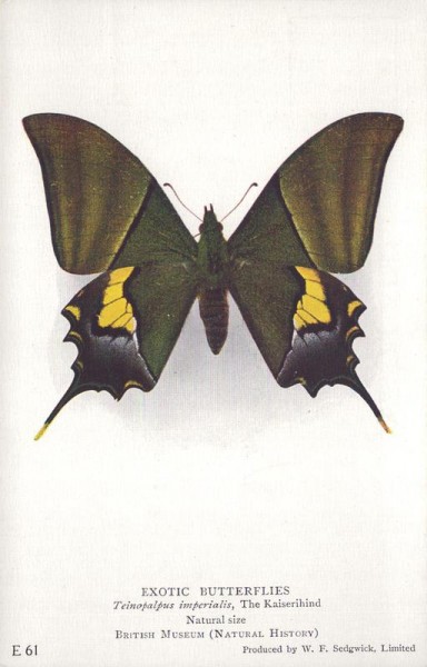 Exotischer Schmetterling Vorderseite