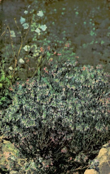 Steinsane Vorderseite