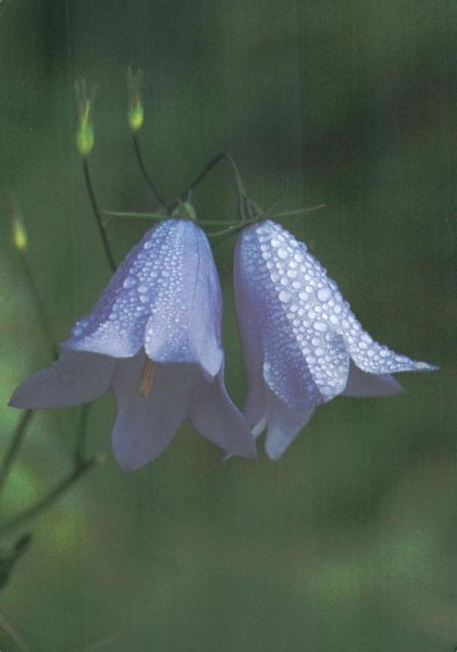 Alpenglockenblume Vorderseite
