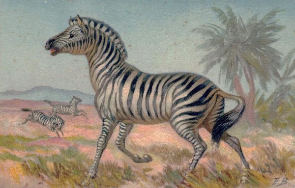 Zebra Vorderseite