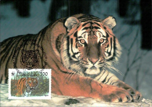 Sibirischer Tiger Vorderseite