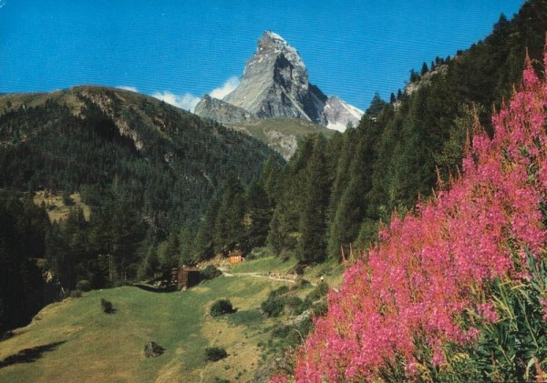 Zermatt, Matterhorn mit Weidenröschen Vorderseite