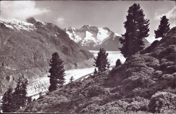 Riederalp - Arven im Aletschwald am Gr. Aletschgletscher