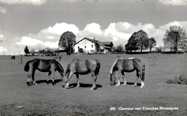 Chevaux aux Franches Montagnes Vorderseite