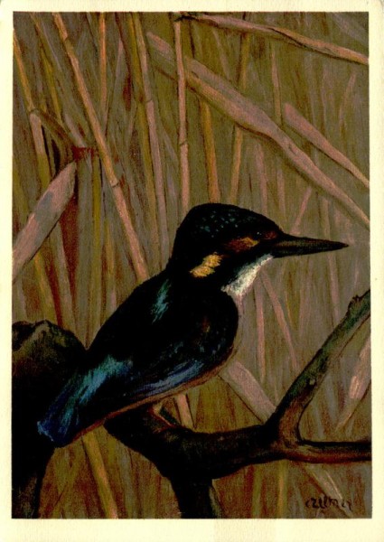 Eisvogel Vorderseite
