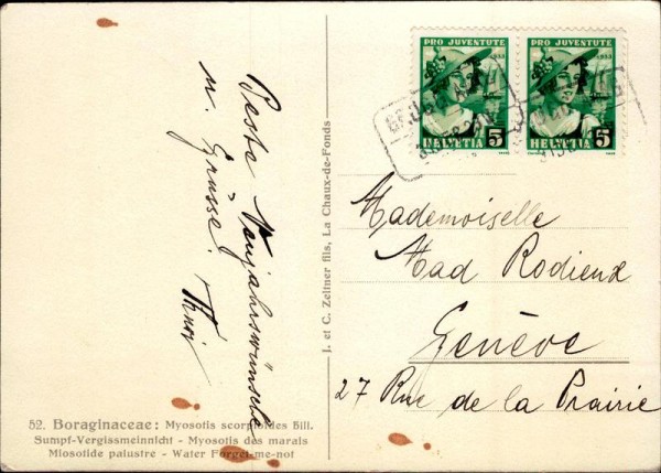 Boraginaceae : Myosotis scorproides Bill. Vorderseite