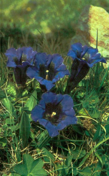 Gentiana Kochiana, Enzian Vorderseite