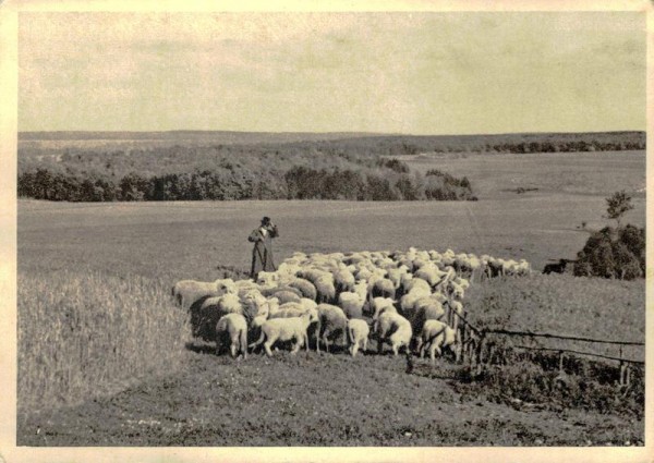 Weidende Schafherde Vorderseite