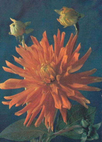 Chrysantheme Vorderseite