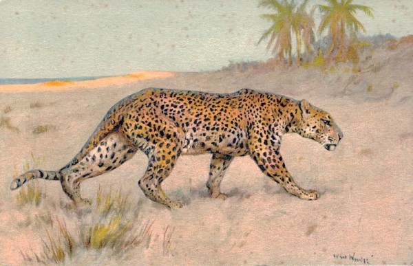 Leopard Vorderseite