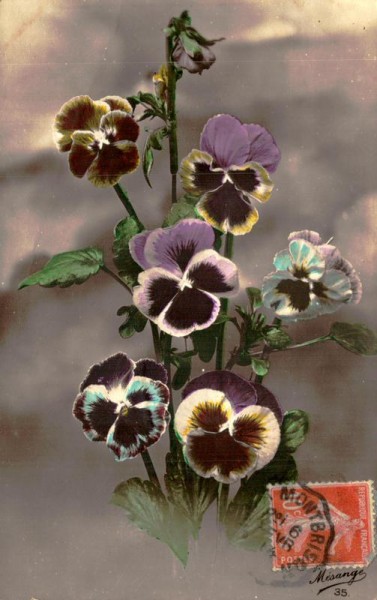 Veilchen Vorderseite