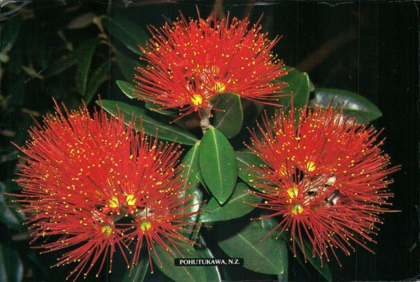 New Zealand's Christmas tree Vorderseite