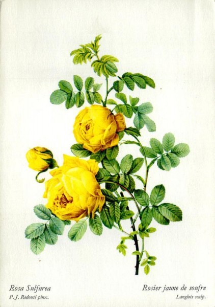 Rosier jaune de soufre Vorderseite