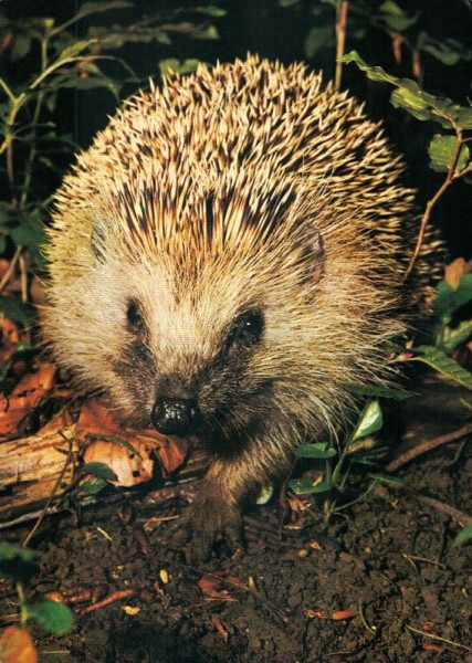 Ein kleiner Igel Vorderseite