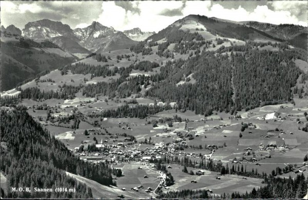 Saanen Vorderseite
