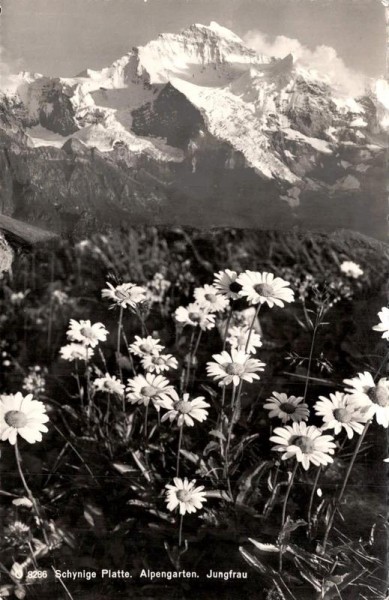 Schynige Platte. Alpengarten. Jungfrau Vorderseite