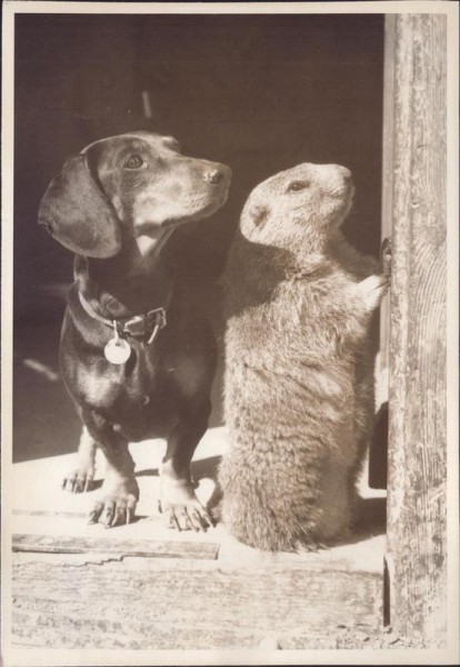 Hund und Mungg Vorderseite